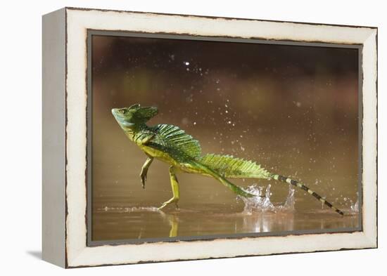 Green - Double-Crested Basilisk (Basiliscus Plumifrons) Running Across Water Surface-Bence Mate-Framed Premier Image Canvas