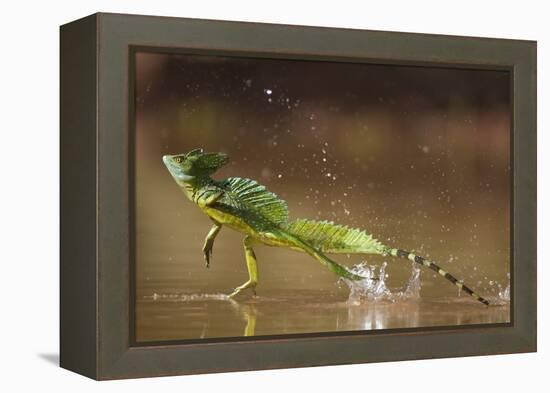 Green - Double-Crested Basilisk (Basiliscus Plumifrons) Running Across Water Surface-Bence Mate-Framed Premier Image Canvas