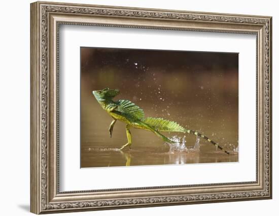 Green - Double-Crested Basilisk (Basiliscus Plumifrons) Running Across Water Surface-Bence Mate-Framed Photographic Print