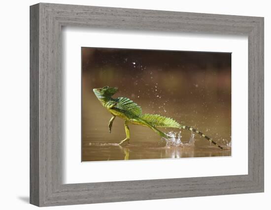 Green - Double-Crested Basilisk (Basiliscus Plumifrons) Running Across Water Surface-Bence Mate-Framed Photographic Print