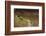 Green - Double-Crested Basilisk (Basiliscus Plumifrons) Running Across Water Surface-Bence Mate-Framed Photographic Print