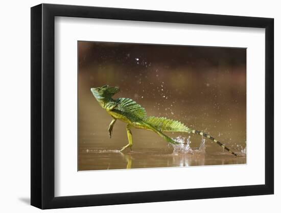 Green - Double-Crested Basilisk (Basiliscus Plumifrons) Running Across Water Surface-Bence Mate-Framed Photographic Print