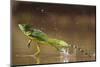 Green - Double-Crested Basilisk (Basiliscus Plumifrons) Running Across Water Surface-Bence Mate-Mounted Photographic Print