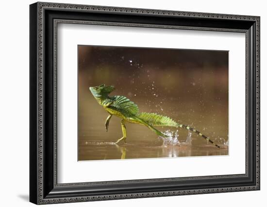 Green - Double-Crested Basilisk (Basiliscus Plumifrons) Running Across Water Surface-Bence Mate-Framed Photographic Print