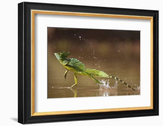 Green - Double-Crested Basilisk (Basiliscus Plumifrons) Running Across Water Surface-Bence Mate-Framed Photographic Print