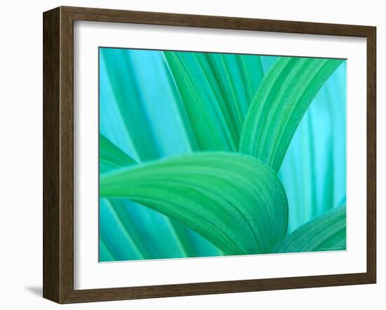 Green False Hellebore, Mount Rainier National Park, Washington State, USA-null-Framed Photographic Print