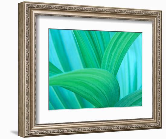 Green False Hellebore, Mount Rainier National Park, Washington State, USA-null-Framed Photographic Print