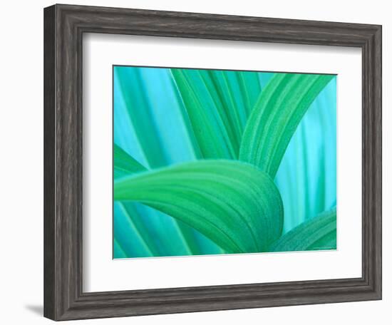 Green False Hellebore, Mount Rainier National Park, Washington State, USA-null-Framed Photographic Print