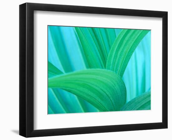 Green False Hellebore, Mount Rainier National Park, Washington State, USA-null-Framed Photographic Print