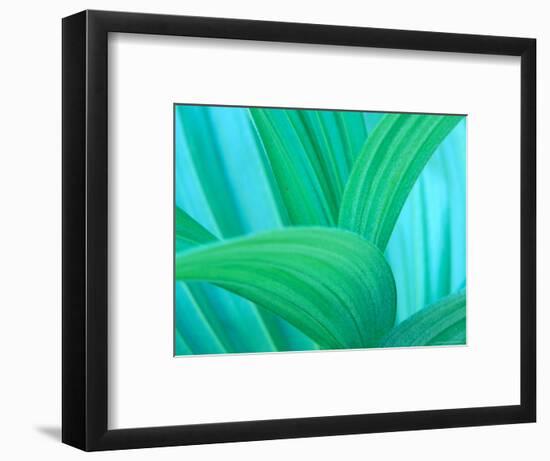 Green False Hellebore, Mount Rainier National Park, Washington State, USA-null-Framed Photographic Print