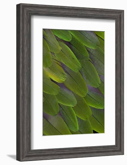 Green Feathers of the Caique Parrot-Darrell Gulin-Framed Photographic Print