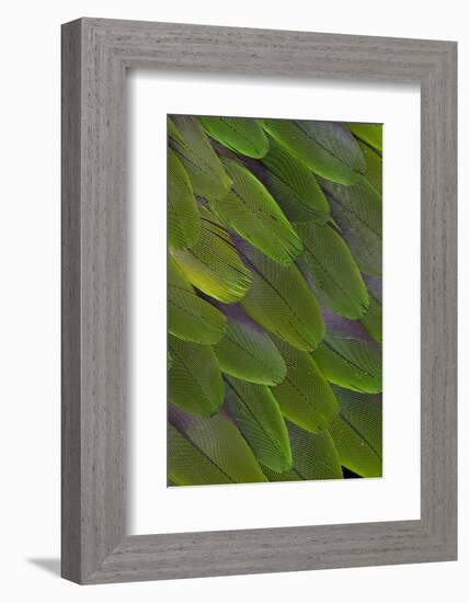 Green Feathers of the Caique Parrot-Darrell Gulin-Framed Photographic Print