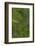 Green Feathers of the Caique Parrot-Darrell Gulin-Framed Photographic Print