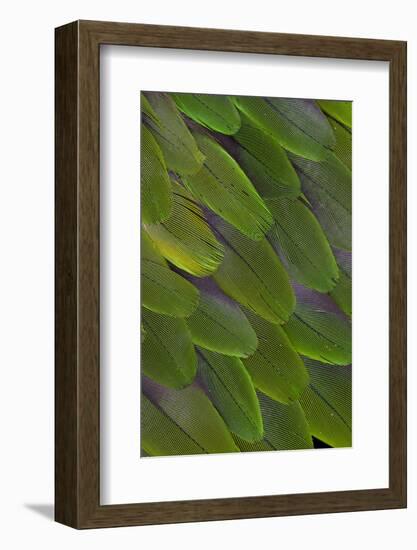 Green Feathers of the Caique Parrot-Darrell Gulin-Framed Photographic Print