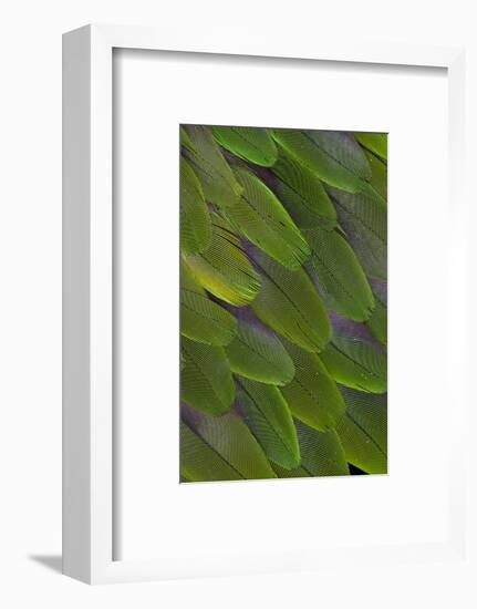 Green Feathers of the Caique Parrot-Darrell Gulin-Framed Photographic Print