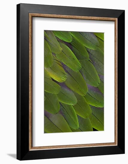 Green Feathers of the Caique Parrot-Darrell Gulin-Framed Photographic Print