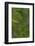 Green Feathers of the Caique Parrot-Darrell Gulin-Framed Photographic Print