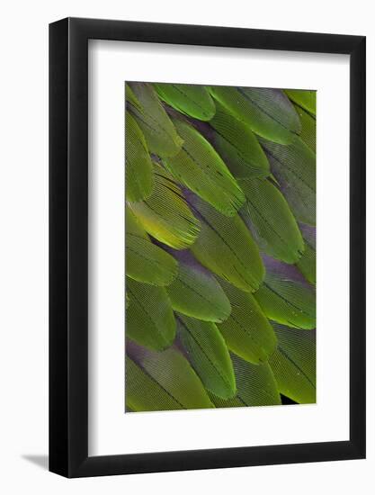 Green Feathers of the Caique Parrot-Darrell Gulin-Framed Photographic Print