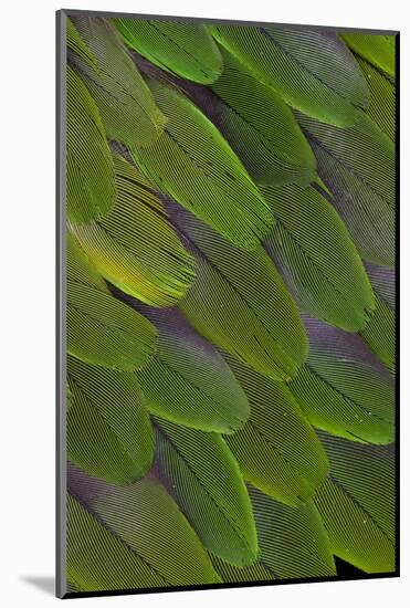 Green Feathers of the Caique Parrot-Darrell Gulin-Mounted Photographic Print