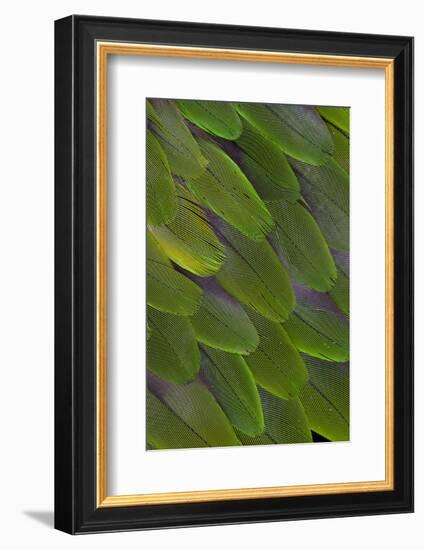 Green Feathers of the Caique Parrot-Darrell Gulin-Framed Photographic Print