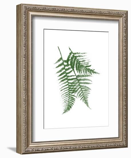 Green Ferns Mate-Jace Grey-Framed Art Print