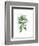 Green Ferns Mate-Jace Grey-Framed Art Print