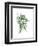 Green Ferns Mate-Jace Grey-Framed Art Print