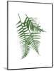 Green Ferns Mate-Jace Grey-Mounted Art Print