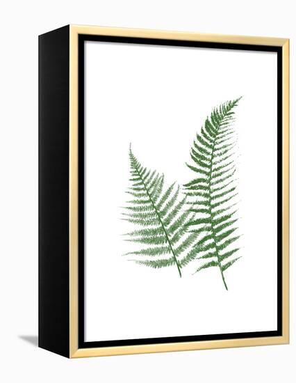 Green Ferns-Jace Grey-Framed Stretched Canvas