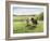 Green Fields of Home-Kevin Dodds-Framed Giclee Print