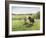 Green Fields of Home-Kevin Dodds-Framed Giclee Print