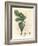 Green Fig, Fruit, Leaves, Leaf Outline, Ficus Carica-James Sowerby-Framed Giclee Print