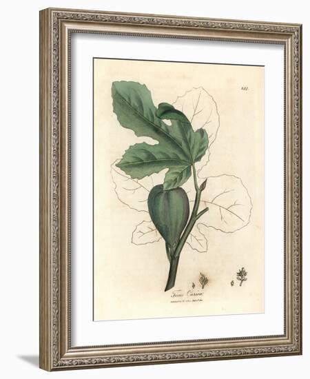 Green Fig, Fruit, Leaves, Leaf Outline, Ficus Carica-James Sowerby-Framed Giclee Print