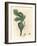 Green Fig, Fruit, Leaves, Leaf Outline, Ficus Carica-James Sowerby-Framed Giclee Print