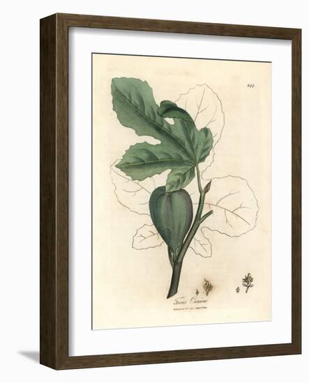 Green Fig, Fruit, Leaves, Leaf Outline, Ficus Carica-James Sowerby-Framed Giclee Print