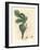 Green Fig, Fruit, Leaves, Leaf Outline, Ficus Carica-James Sowerby-Framed Giclee Print