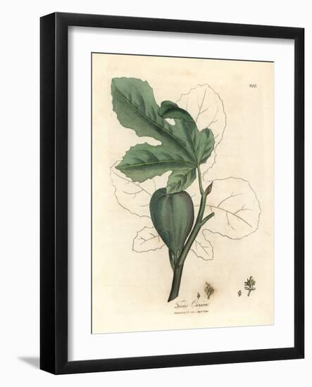 Green Fig, Fruit, Leaves, Leaf Outline, Ficus Carica-James Sowerby-Framed Giclee Print