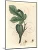 Green Fig, Fruit, Leaves, Leaf Outline, Ficus Carica-James Sowerby-Mounted Giclee Print