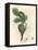 Green Fig, Fruit, Leaves, Leaf Outline, Ficus Carica-James Sowerby-Framed Premier Image Canvas