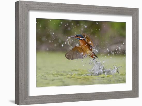 Green Fishing-Marco Redaelli-Framed Giclee Print