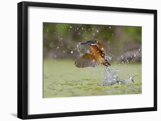 Green Fishing-Marco Redaelli-Framed Giclee Print