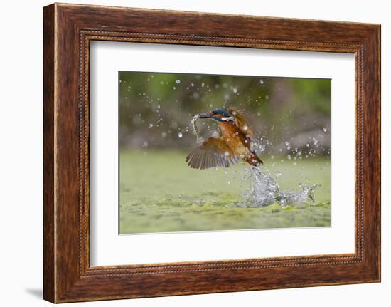 Green Fishing-Marco Redaelli-Framed Photographic Print