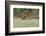 Green Fishing-Marco Redaelli-Framed Photographic Print