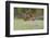 Green Fishing-Marco Redaelli-Framed Photographic Print