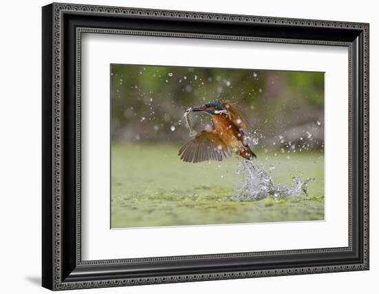 Green Fishing-Marco Redaelli-Framed Photographic Print