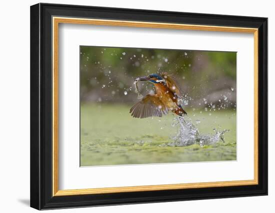 Green Fishing-Marco Redaelli-Framed Photographic Print