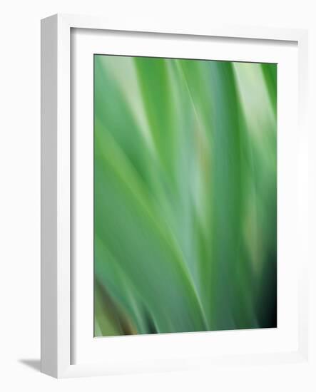 Green flora motion-Savanah Plank-Framed Photo