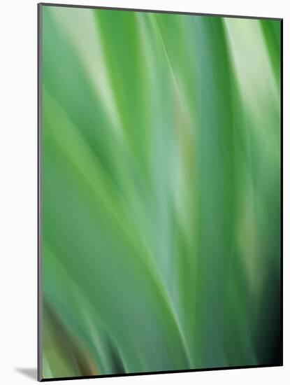 Green flora motion-Savanah Plank-Mounted Photo