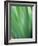 Green flora motion-Savanah Plank-Framed Photo