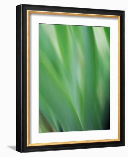 Green flora motion-Savanah Plank-Framed Photo